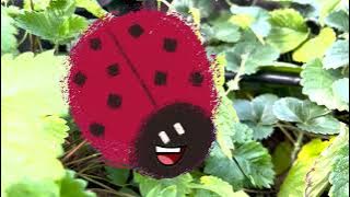 La huerta del Pinar. CEIP Pinar de San Jose - Carabanchel - Madrid